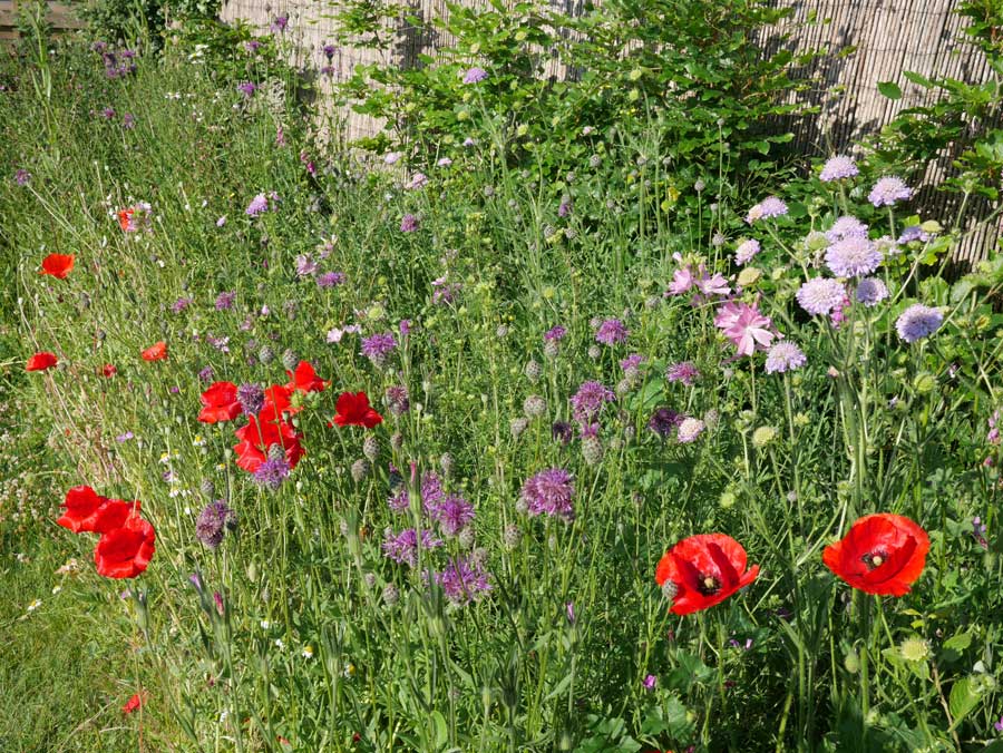 Wildlife Gardening Suffolk
