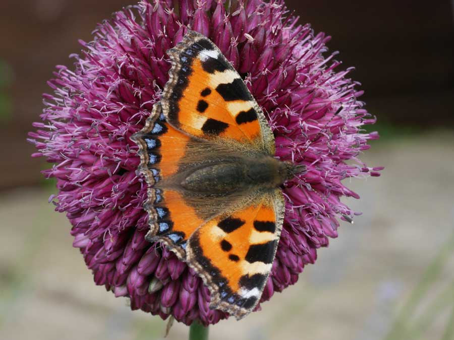 Wildlife Gardening Suffolk