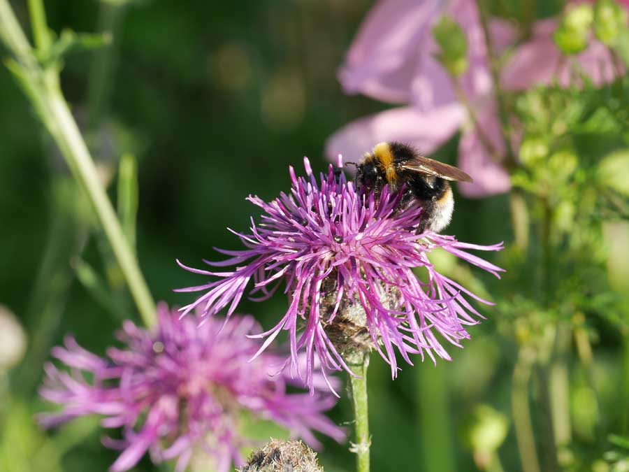 Wildlife Gardening Suffolk