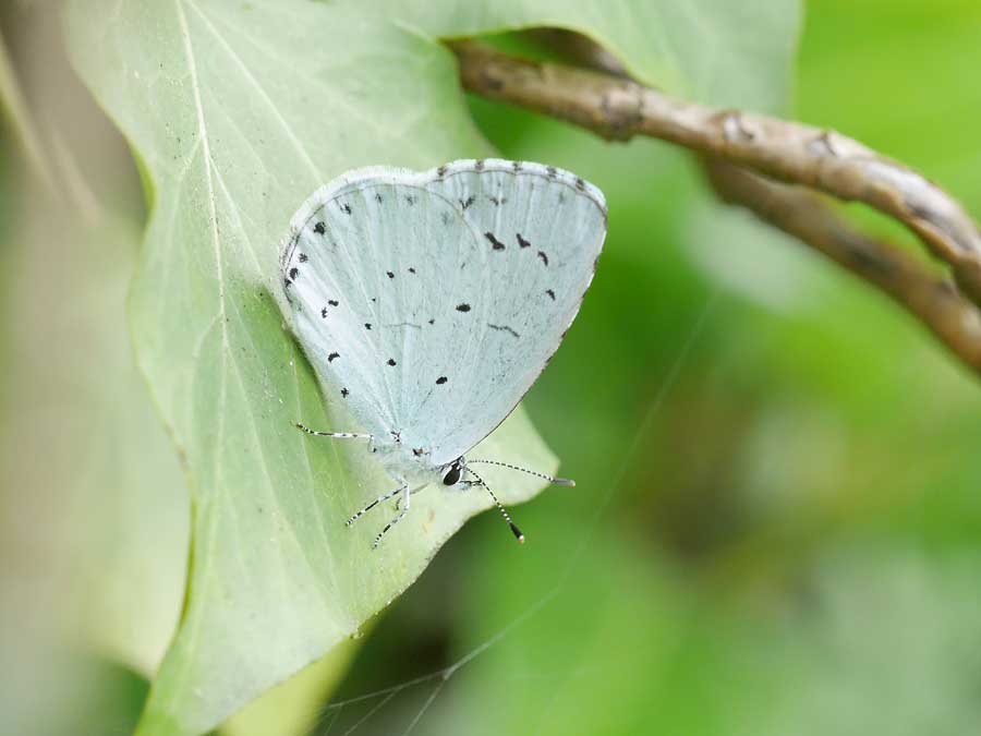 Wildlife Gardening Suffolk