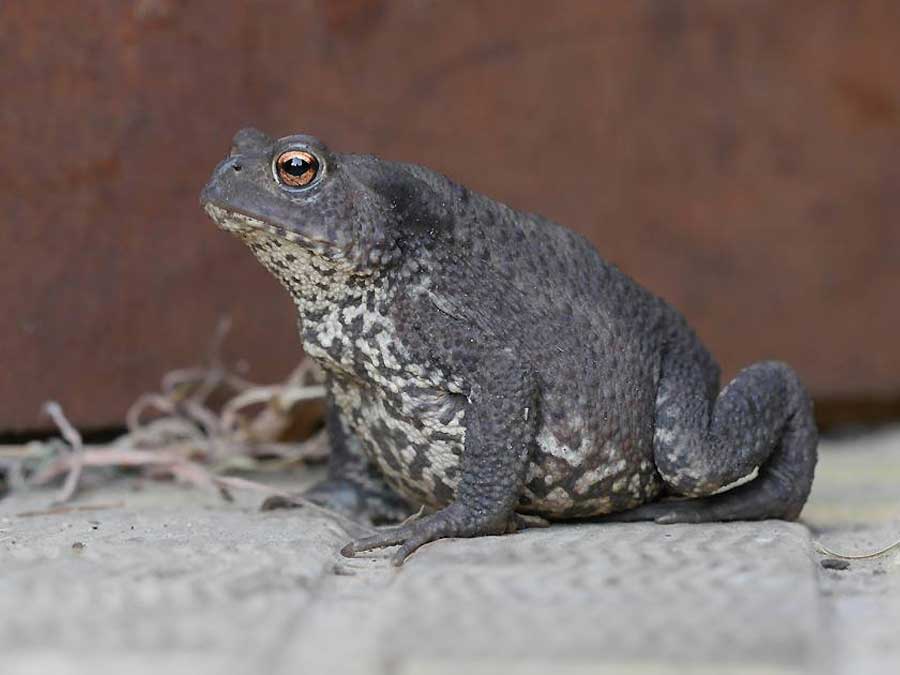 Wildlife Gardening Suffolk