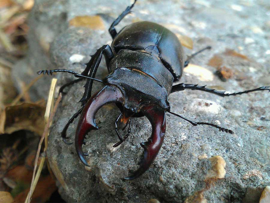 Wildlife Gardening Suffolk